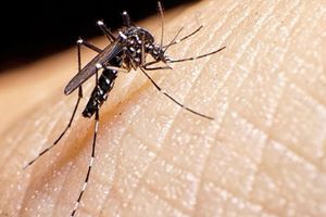 Suman&nbsp;783 casos de dengue en Puebla, informa Secretaría de Salud
