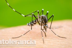 Puebla registra 110 nuevos casos de dengue en una semana