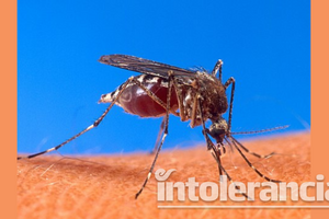 Cinco municipios concentran casos de dengue en Puebla