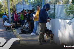 En Coronango realizan Jornada de Esterilización Canina y Felina