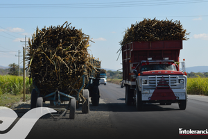 Logran aumento de 6.35% trabajadores de ingenio de Atencingo y Calipan