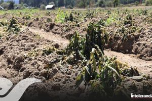 Entregan 7.3 mdp a más de mil 400 productores afectados por heladas en Puebla