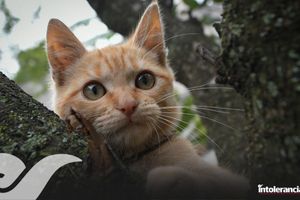 Multas de los Reglamentos Municipales de Bienestar Animal, muy por debajo de lo permitido