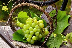 ¿Adiós a los 12 deseos de Año Nuevo? Sube precio de la uva por kilo en todo el país
