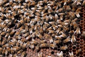 Abejas causan estragos en dos municipios del estado de Puebla